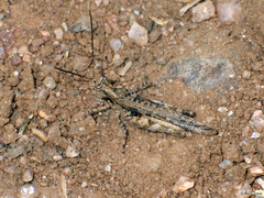Derotmema haydenii