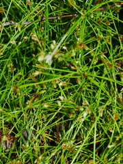 Isolepis inundata