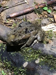 Rhinella marina