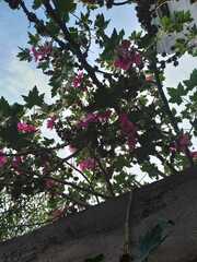 Malva assurgentiflora