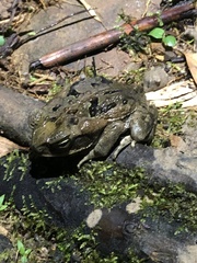 Rhinella marina