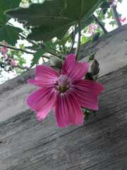Malva assurgentiflora