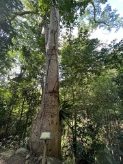 Pimenta racemosa