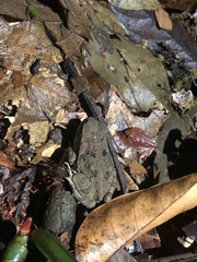 Rhinella marina
