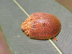 Paropsis atomaria