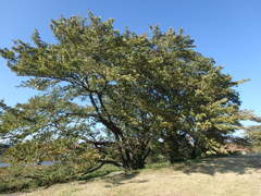 Prunus pendula ascendens