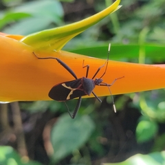 Leptoscelis tricolor