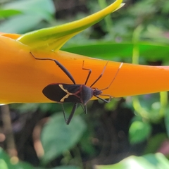 Leptoscelis tricolor