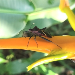 Leptoscelis tricolor