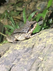 Pristimantis fenestratus