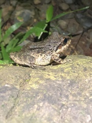 Pristimantis fenestratus