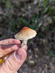 Lepiota spheniscispora