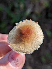 Lepiota spheniscispora