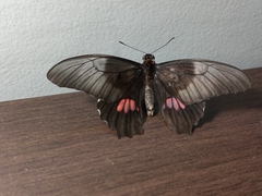 Heraclides anchisiades