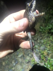 Pristimantis fenestratus