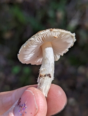 Lepiota spheniscispora