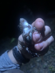 Pristimantis fenestratus