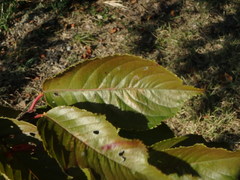 Prunus pendula ascendens