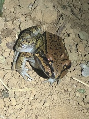 Leptodactylus rhodonotus