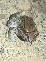 Leptodactylus rhodonotus