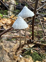 Mycena robusta