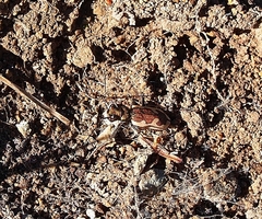 Neocicindela latecincta