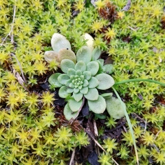 Sedum cepaea