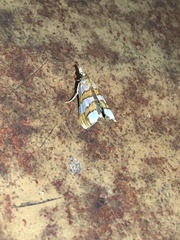 Pyraloidea