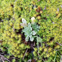 Sedum cepaea