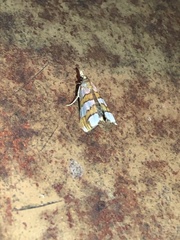 Pyraloidea