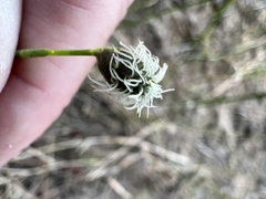 Fuirena scirpoidea