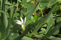 Lobelia hederacea