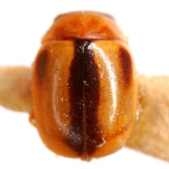 Hyperaspidius militaris