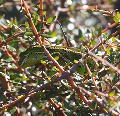 Naultinus gemmeus