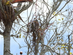 Tillandsia balbisiana