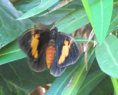 Brassolis astyra
