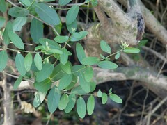 Cadaba fruticosa
