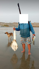 Pseudobatos planiceps