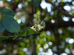 Cadaba fruticosa