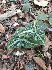 Trillium underwoodii