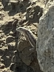 Microlophus occipitalis