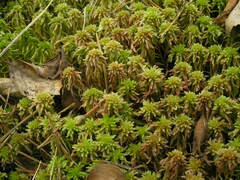 Sphagnum capillifolium