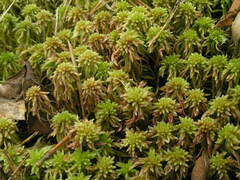 Sphagnum capillifolium