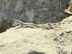 Microlophus occipitalis