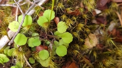 Lagenophora strangulata