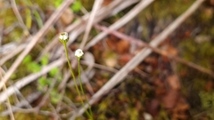Lagenophora strangulata
