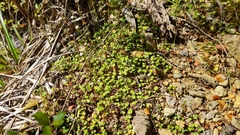 Lagenophora strangulata