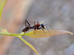 Myrmophyma