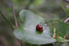 Pittosporum undulatum