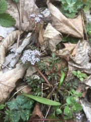 Erigenia bulbosa